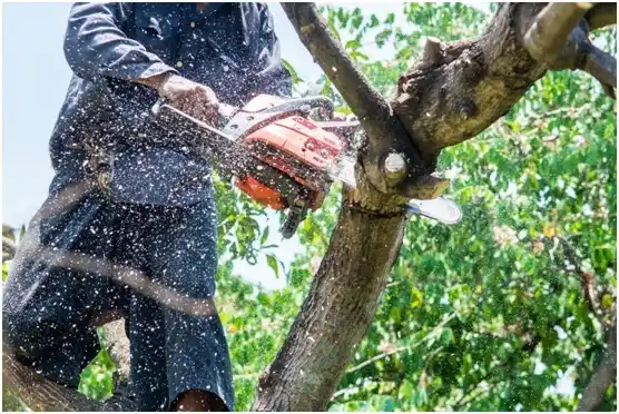 tree services Manzanita